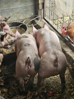 Purcei Pietran Belgian  - imagine 5