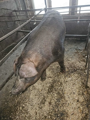 Porc Duroc pentru Craciun