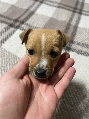 Cățeluși jack Russell 