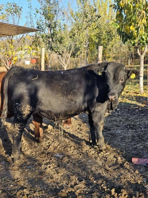 Vitel angus negru - imagine 4