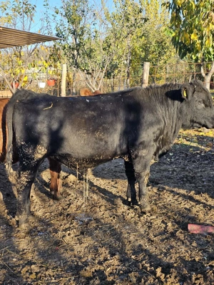 Vitel angus negru - imagine 3