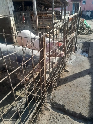 Vând porci de casă, în Bistrița - imagine 4