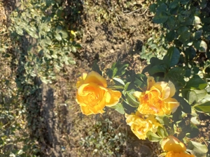 Vând butași trandafiri 