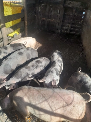 Vând porci de casă, în Bistrița - imagine 2