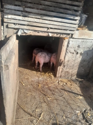 Vând porci de casă, în Bistrița - imagine 3