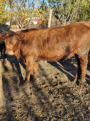 Vitica Angus rosu - imagine 2