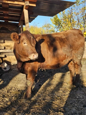 Vitica Angus rosu - imagine 3