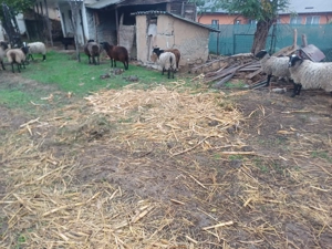 Vand mieluțe romanov