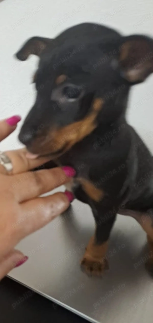 Vând cățel rasa pinscher pitic - imagine 2