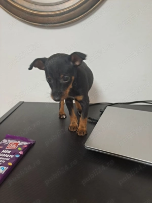 Vând cățel rasa pinscher pitic - imagine 3