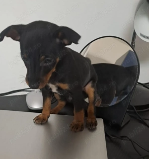 Vând cățel rasa pinscher pitic - imagine 4