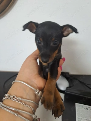 Vând cățel rasa pinscher pitic - imagine 5