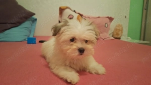 Vand 2 fetite rasa Bichon Havanez - imagine 2