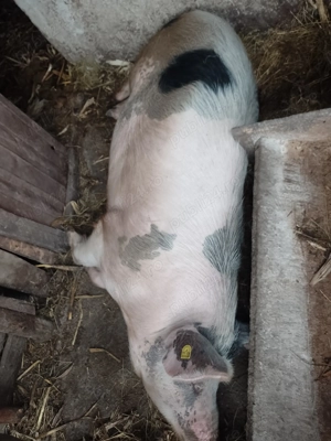 Porci 170 kg ,preț negociabil fără bișnițari - imagine 4