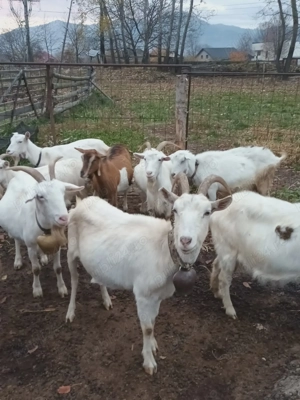 Vand capre gestante - imagine 2