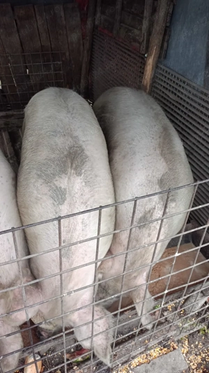 Porci de Crăciun  - imagine 2