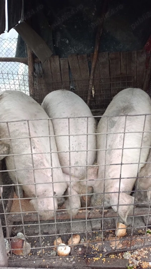 Porci de Crăciun  - imagine 3