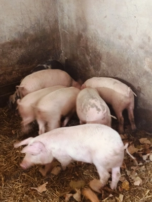 Șoldani de 3 luni jumate  - imagine 2