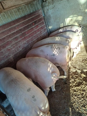 Vând porci pentru sacrificat cu posibilitate transare,spălare la fața locului - imagine 3
