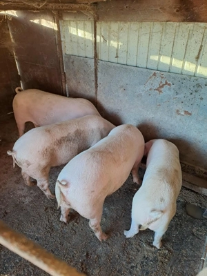 Vând porci pentru sacrificat cu posibilitate transare,spălare la fața locului - imagine 2