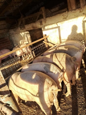 Vând porci pentru sacrificat cu posibilitate transare,spălare la fața locului - imagine 4