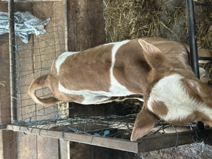 Vitica bălțata germană 