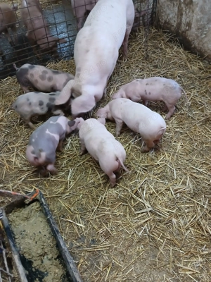 Vând purcei  - imagine 2