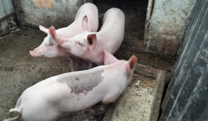 vand porcii de carne      