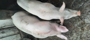 vand porcii de carne       - imagine 5