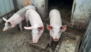 vand porcii de carne       - imagine 3