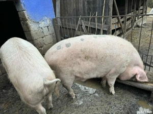 porci de vânzare