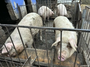 porci de vânzare - imagine 2