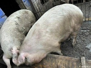 porci de vânzare - imagine 4