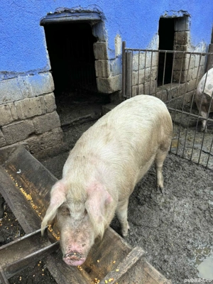 porci de vânzare - imagine 3