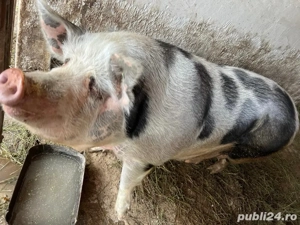Porci de vânzare   crescuți în gospodărie 