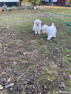 Bichoni 12 saptamani