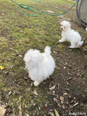 Bichoni 13 saptamani - imagine 2
