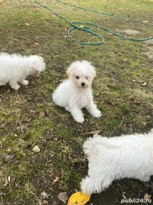 Bichoni 13 saptamani - imagine 3