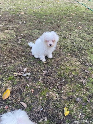 Bichoni 13 saptamani - imagine 5