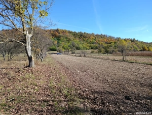 teren de vanzare langa domnesti arges - imagine 5