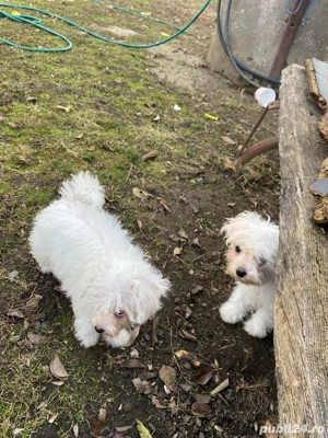 Bichoni 13 saptamani - imagine 4