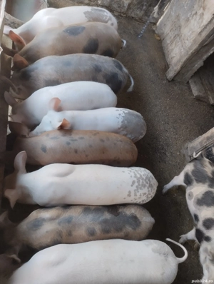 purcei de vinzare - imagine 5