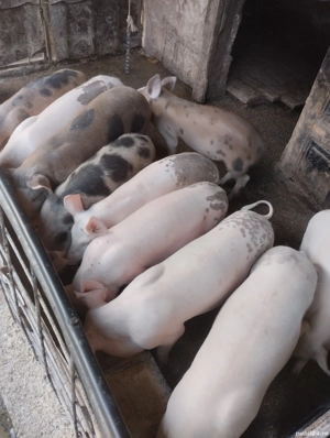 purcei de vinzare - imagine 4