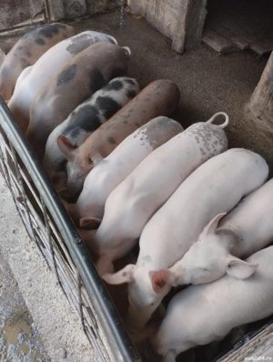 purcei de vinzare - imagine 3