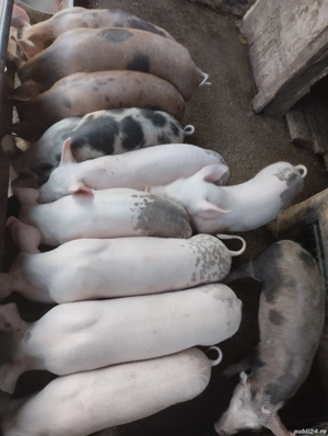 purcei de vinzare - imagine 2