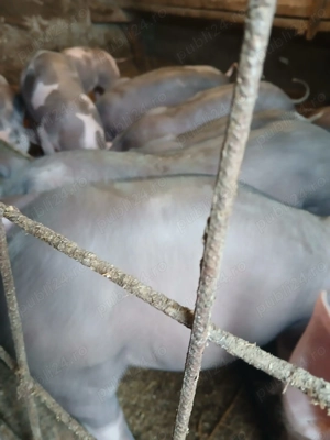 Vând purcei  - imagine 6