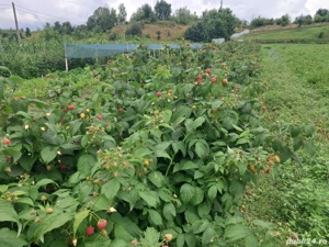 vand butasi zmeura polka