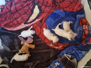 Vand catei Chihuahua - imagine 3