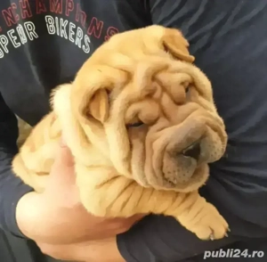 Shar Pei puiuți