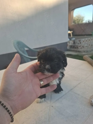 Puiuți bichon de vânzare!